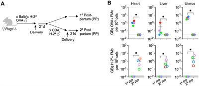 Pregnancy induced displacement of preexisting microchimeric cells in the absence of maternal B and T cells